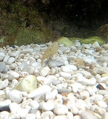 Parablennius sanguinolentus