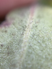 Arctostaphylos tomentosa