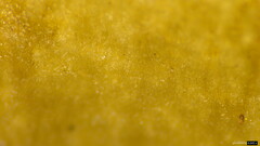 Lyophyllum sykosporum