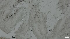 Lyophyllum sykosporum