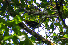 Psarocolius angustifrons