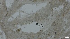 Lyophyllum sykosporum