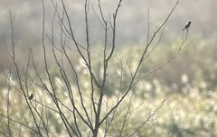 Saxicola rubicola