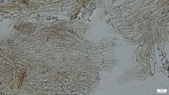 Lyophyllum sykosporum