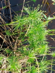 Cyperus prolifer