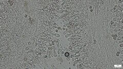 Lyophyllum sykosporum