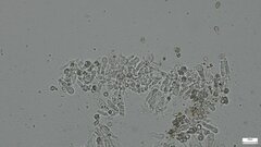 Lyophyllum sykosporum