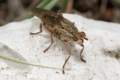 Salticella fasciata