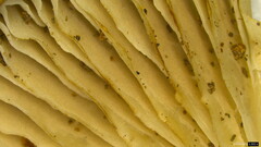 Lyophyllum sykosporum