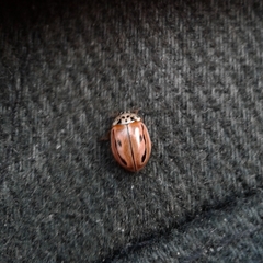 Mulsantina hudsonica