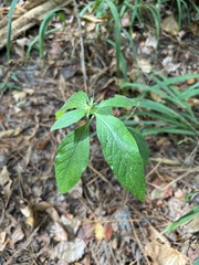 Ruellia caroliniensis