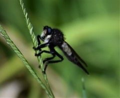 Promachus painteri