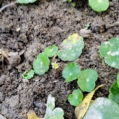 Hydrocotyle verticillata