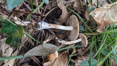 Hebeloma
