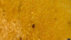 Hebeloma