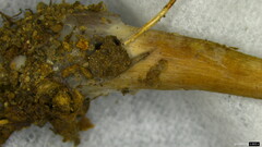 Hebeloma
