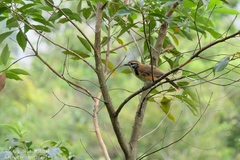 Pterorhinus pectoralis