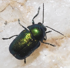 Cryptocephalus cantabricus