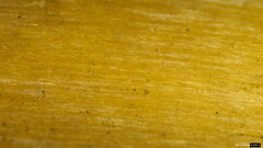 Hebeloma