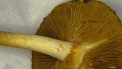 Hebeloma
