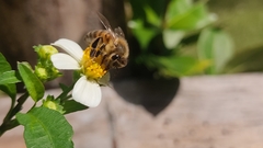 Apis mellifera