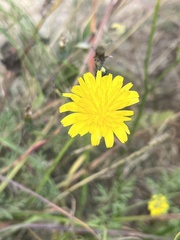 Hypochaeris radicata