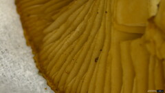 Hebeloma