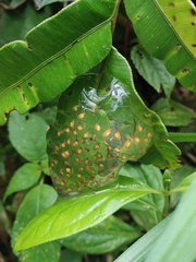 Centrolenidae
