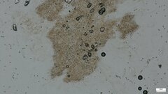 Hebeloma