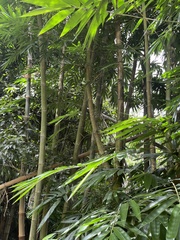 Bambusa vulgaris