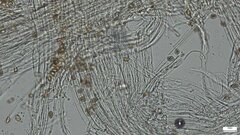 Hebeloma