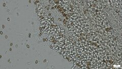 Hebeloma
