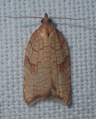 Acleris rhombana