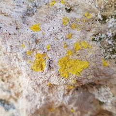 Leproplaca xantholyta