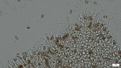 Hebeloma