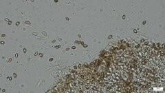 Hebeloma