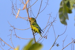 Eupsittula canicularis
