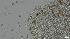 Hebeloma