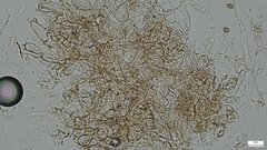 Hebeloma