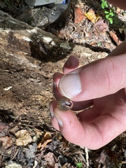 Inflectarius inflectus