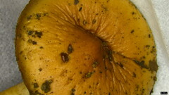 Hebeloma