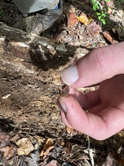 Inflectarius inflectus