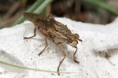 Salticella fasciata