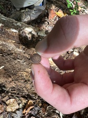 Inflectarius inflectus