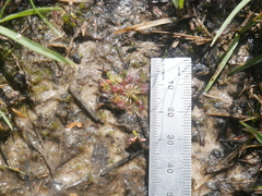 Drosera pygmaea