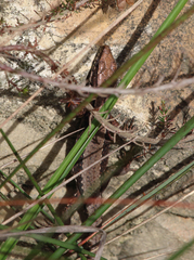 Iberolacerta monticola