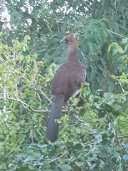 Ortalis araucuan