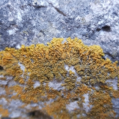 Xanthoria calcicola