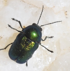 Cryptocephalus cantabricus