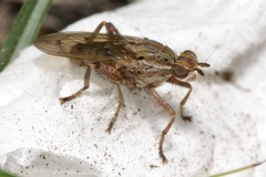 Salticella fasciata